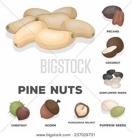 Different Kinds Of Nuts Cartoon Icons In Set Collection For Design.nut Food Vector Symbol Stock  Ill