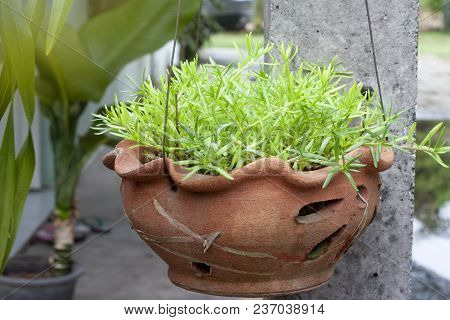 Small Of Common Purslane, Verdolaga, Pigweed, Little Hogweed Or Pusley In Pot For Show  In Garden.