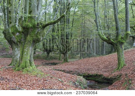 Beech Forest Located In The Autonomous Community Of The Basque Country, In Spain