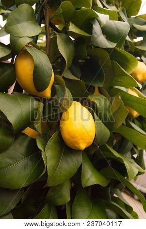 Two Lemons Still Attached To The Tree
