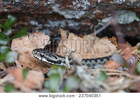 Vipera Berus Is Warming On A Spring Day