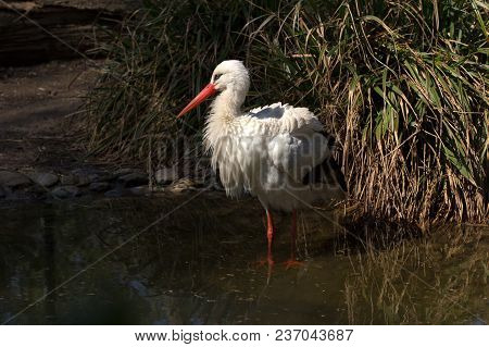 The White Stork (ciconiidae) Is A Large Wading Bird In The Stork Family Ciconiidae