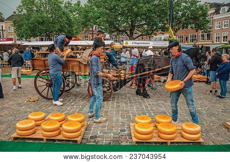 Gouda, Southern Netherlands - June 29, 2017. Young People Carrying Cart With Cheese At The End Of Ma