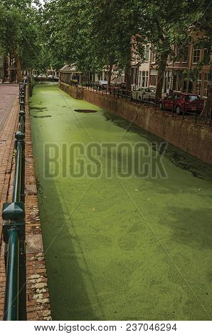 Gouda, Southern Netherlands - June 29, 2017. Walled Canal With Aquatic Greenish Plants, Trees And Bu