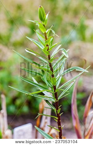Plants Of Lily Damaged Lily Leaf Beetle