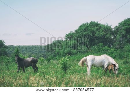 White Horse Mum With Foal And Black Horse Father Graze In The Green Summer Hilly Valley..