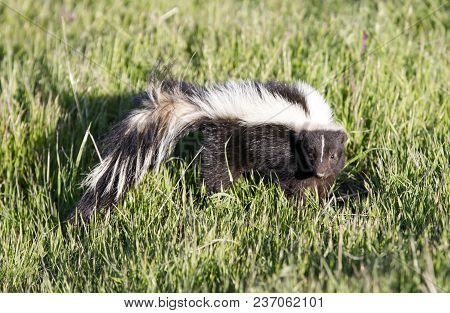 Striped Skunk (mephitis Mephitis) In Alert. Santa Clara County, California, Usa.