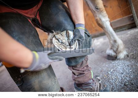 A Blacksmith Works On A Horse Hoof