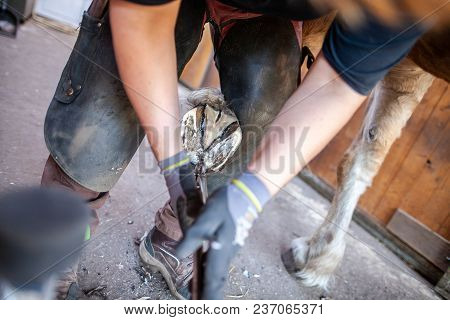A Blacksmith Works On A Horse Hoof