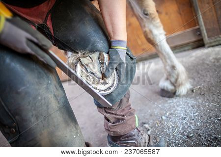 A Blacksmith Works On A Horse Hoof