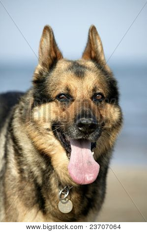 Tyske hund