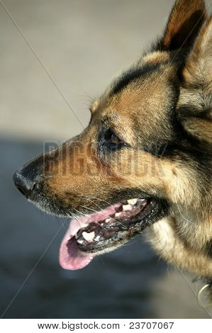 Tyske hund