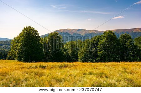 Beech Forest At The Foot Of Apetska Mountain. Lovely Summer Landscape Of Carpathian Mountains