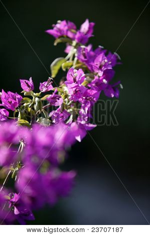 Blomst