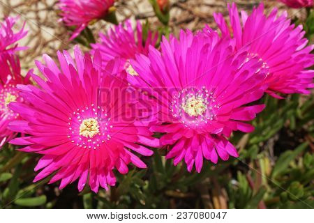 Pink Vygies - Mesembryanthemum (meaning 