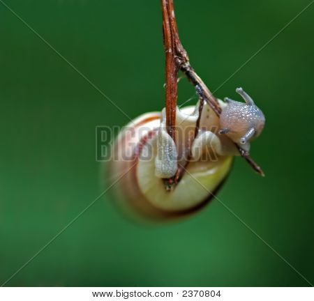 Caracol como um pêndulo