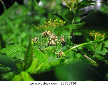Green Raspberry Fruits Forming With A Fringe Of Stamens. Each Is Cradled In Sepal Bowl.