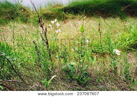 Penstemon Digitalis (commonly Known As Foxglove Beard-tongue, Or Talus Slope Penstemon) Blooms Near 