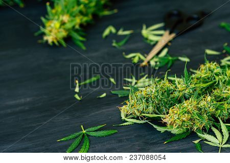 Freshly Harvested Medical Marijuana Grown At Home. Close Up Of A Cannabis Leaves After Being Trimmed