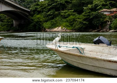Great White Egret Perched On White Boat In The Background, Marapendi Lagoon, Rio De Janeiro.