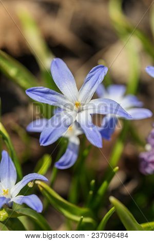 Blue Chionodoxa In The Spring Garden Closeup
