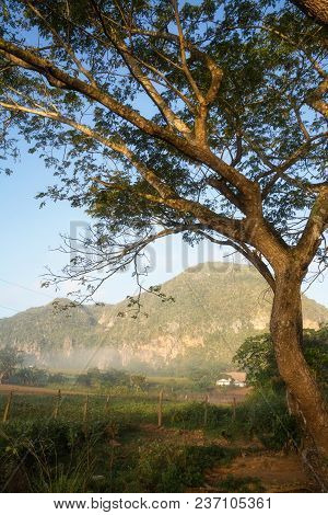 Tree And Mogote In Vinales Valley (cuba)