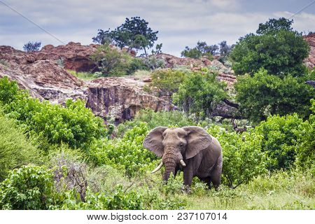 African Bush Elephant In Mapungubwe National Park, South Africa ; Specie Loxodonta Africana Family O