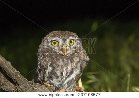 Portrait Of Cute Little Owl With Bokeh, Athene Noctua