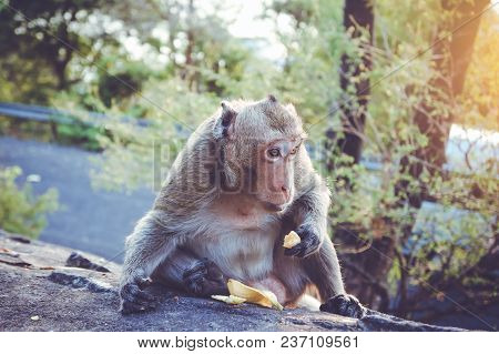Animal Life. Long-tailed Macaque (macaca Fascicularis) Eating Banana Which People Bring To It. Jungl