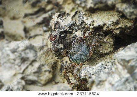 Colorful Crab decapods, yellow red legs and blue green strip carapace or crabshell, sea crab in sout
