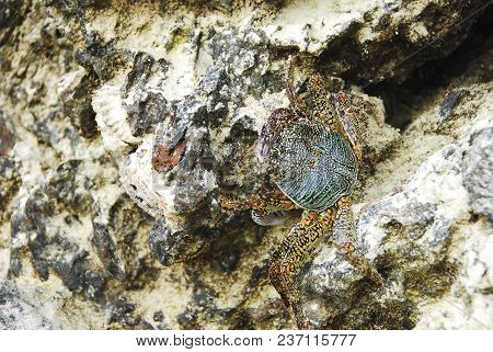 Colorful Crab Decapods, Yellow Red Legs And Blue Green Strip Carapace Or Crabshell, Sea Crab In Sout