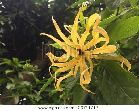Yellow Thai Ylang-ylang Or Ilang-ilang Tree Plant