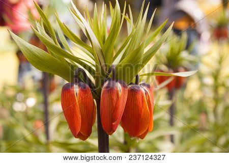 Single Stem Of Fritillaria Imperialis Aurora Single Stem Of Fritillaria Imperialis Aurora