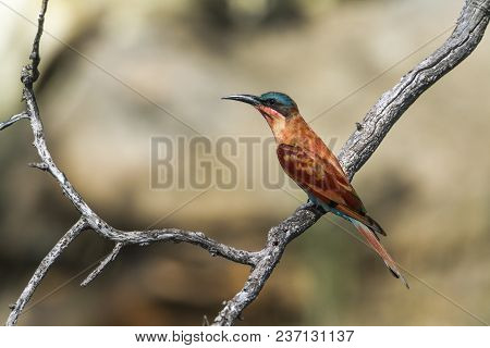Southern Carmine Bee-eater In Mapungubwe National Park, South Africa ; Specie Merops Nubicoides Fami
