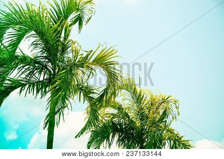 Coco Palm Tree Brght Toned Photo. Tropical Vacation Destination Place. Exotic Island Holiday. Tropic
