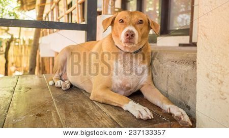 A Lazy Red And Fat Dog Lies On The Threshold Of The House