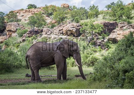 African Bush Elephant In Mapungubwe National Park, South Africa ; Specie Loxodonta Africana Family O