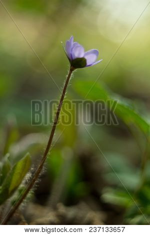 Trilobulare Liverwort (hepatica Nobilis Schreb.) Mountain Spring Flower, In 2013 He Became A German 