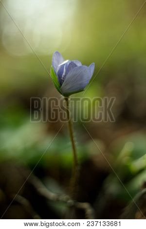 Trilobulare Liverwort (hepatica Nobilis Schreb.) Mountain Spring Flower, In 2013 He Became A German 
