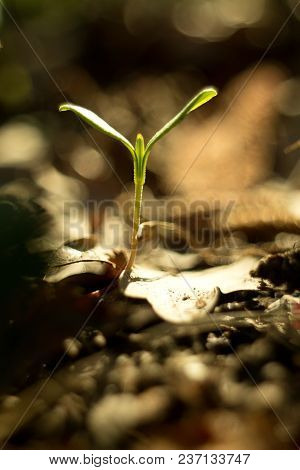 Trilobulare Liverwort (hepatica Nobilis Schreb.) Mountain Spring Flower, In 2013 He Became A German 