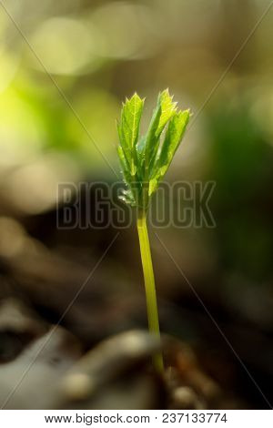Trilobulare Liverwort (hepatica Nobilis Schreb.) Mountain Spring Flower, In 2013 He Became A German 