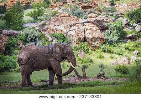 African Bush Elephant In Mapungubwe National Park, South Africa ; Specie Loxodonta Africana Family O