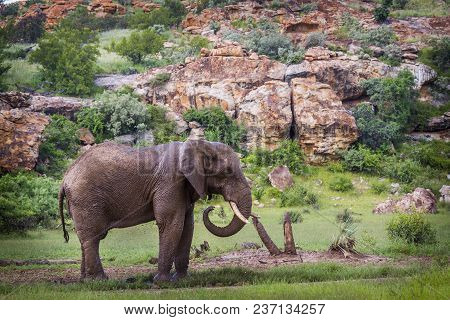 African Bush Elephant In Mapungubwe National Park, South Africa ; Specie Loxodonta Africana Family O