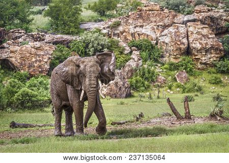 African Bush Elephant In Mapungubwe National Park, South Africa ; Specie Loxodonta Africana Family O