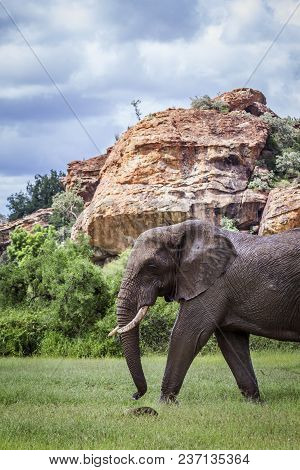 African Bush Elephant In Mapungubwe National Park, South Africa ; Specie Loxodonta Africana Family O