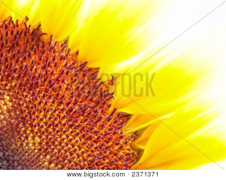 Beautiful Sunflower Flower Head