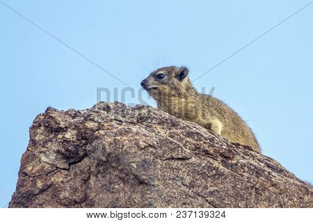Rock Hyrax In Mapungubwe National Park, South Africa ; Specie Procavia Capensis Family Of Procaviida