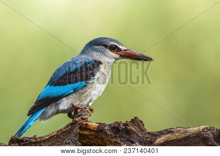 Woodland Kingfisher In Mapungubwe National Park, South Africa ; Specie Halcyon Senegalensis Family O