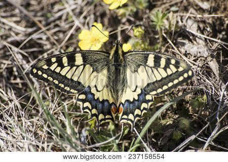 Butterfly Macaone On A Yellow Flower In A Green Grass Composition