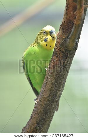 Green And Yellow Bright Colored Parrotlet On A Tree Perch.